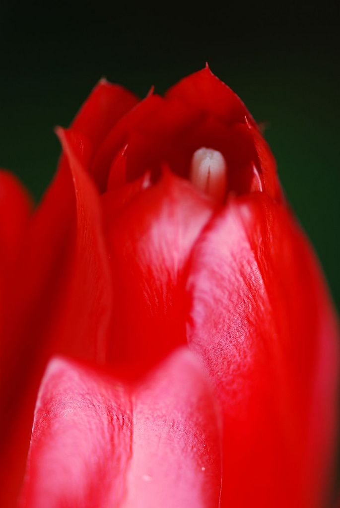 Red Orchid Cactus